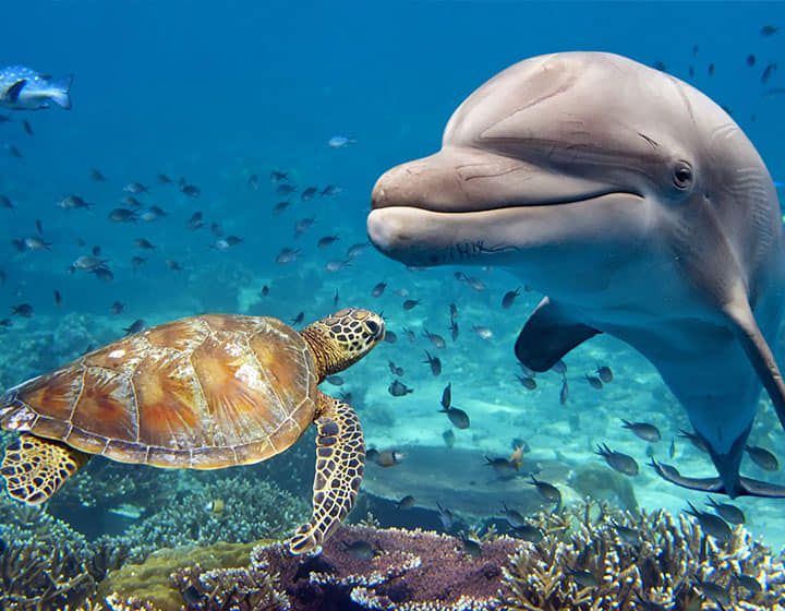 Marsa Alam x Ticketours